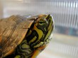 tête d'une tortue auqatique