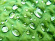 drops of water on a hosta