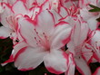 weiß-rosa azaleentraum weiß-rosa azaleentraum