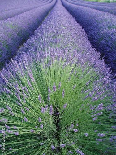 champ de lavande