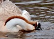 goose