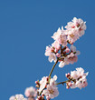blüten
