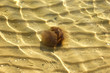 australian spotted jelly fish