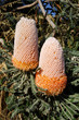native australia's banksia