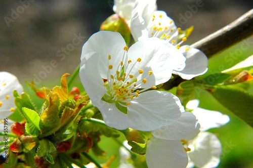 fleur de cerisier