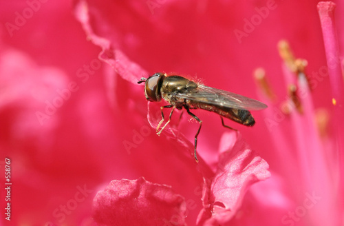 hoverfly on pink petal