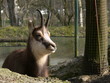 gamsbock