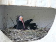 waldrapp im nest