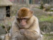 affe beim fressen