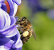 macro bee