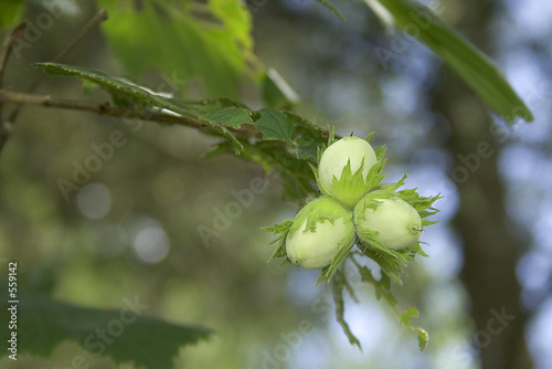 noisettes