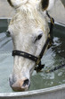 le cheval qui boit