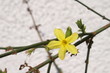 blühender winterjasmin blühender winterjasmin