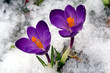 spring flowers. spring flowers.