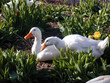 Foto: 2 ducks 2 ducks