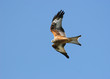 flying free