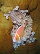 pacific clown fish