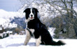 mascotte le chien3