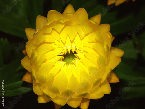 l'immortelle