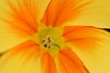 yellow primrose