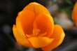 yellow crocus