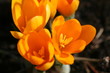 yellow crocuses