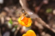 bee on the crocus