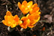 crocus