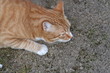 a red cat