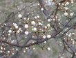 buds of cherry-tree2