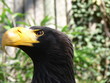 aigle