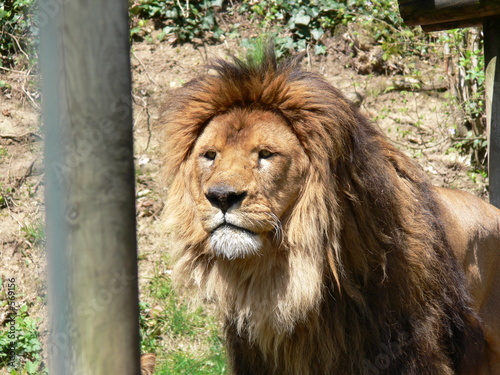 lion