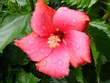 hibiskus hibiskus