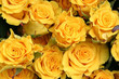 yellow roses