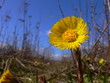 yellow flower