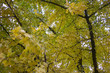 ginkgo en automne