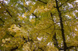 ginkgo