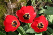 3 tulipes rouges