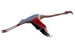 flamant rose flamant rose