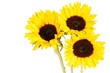 bouquet de tournesol