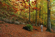  forest in autumn