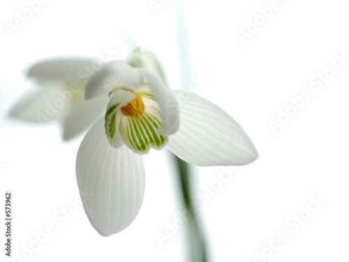 Photo: snowdrop1 snowdrop1