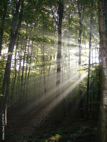 lumière en forêt