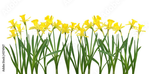 daffodil banner