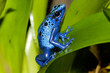 grenouille