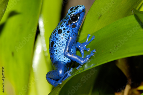 Photo: grenouille grenouille