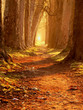 magic path