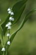 muguet-6