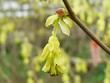 ährige scheinhasel - corylopsis spicata ährige scheinhasel - corylopsis spicata