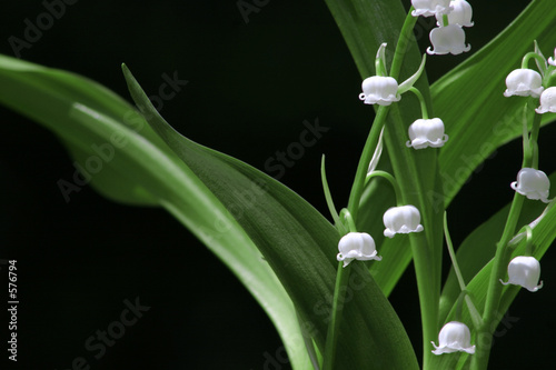muguet-8